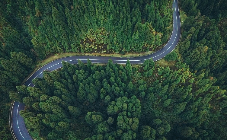 forest