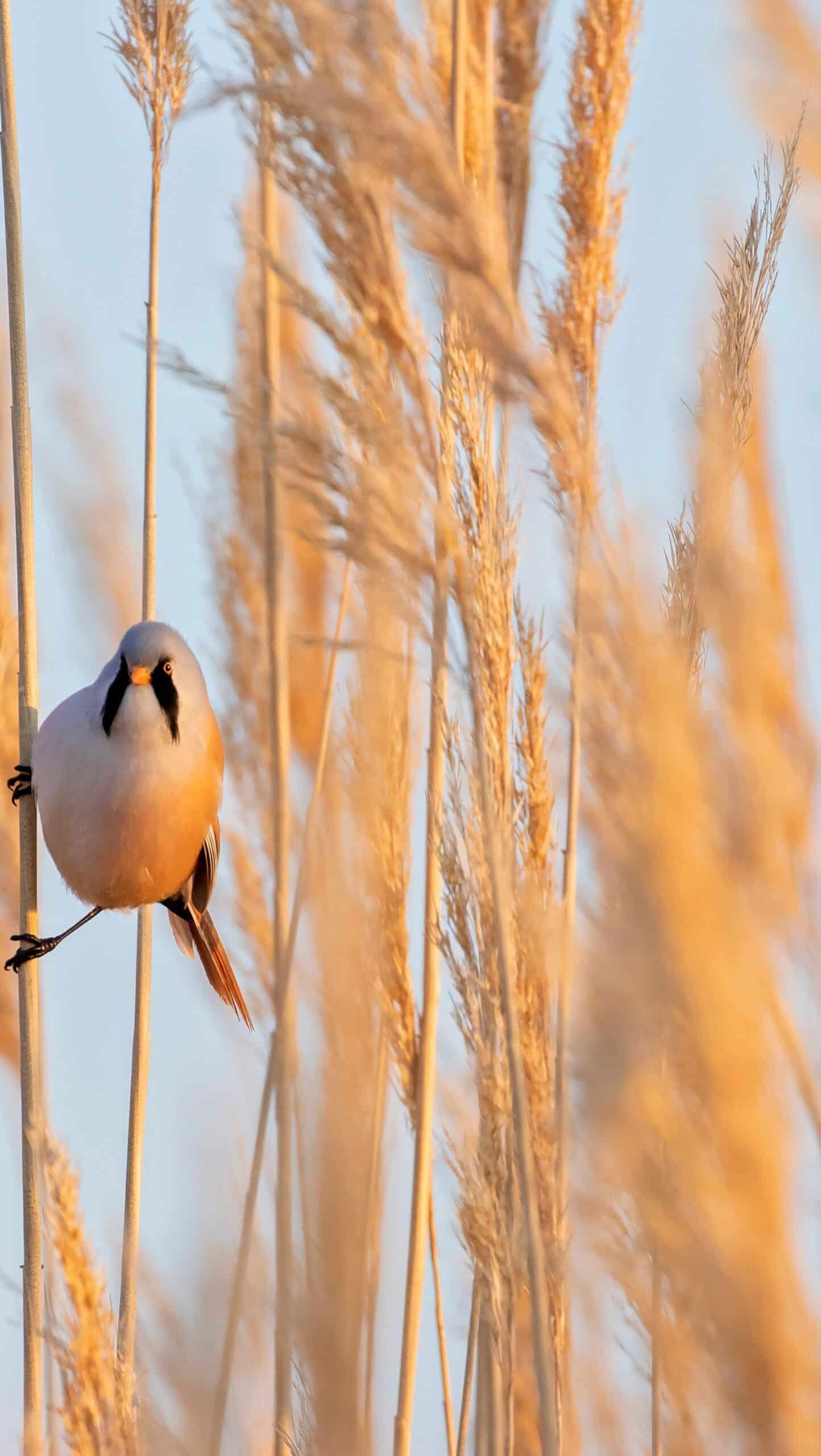 The Unseen Costs of Disruptions in Healthcare Systems AutoRABIT