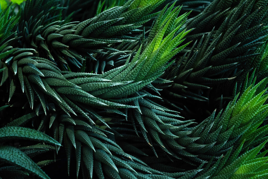 tropical leaves, abstract green leaves texture, nature background The Unseen Costs of Disruptions in Healthcare Systems_AutoRABIT