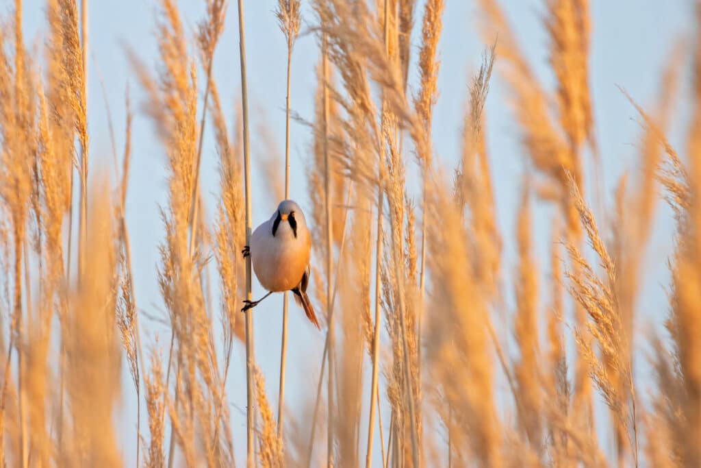 Male Bearded Reedling (Panurus biarmicus) in a typical ecosystem. Beautiful nature scene with Bearded Parrotbill Panurus biarmicus. Wildlife shot of Bearded Parrotbill Panurus biarmicus on the grass. Piecemeal Tools Fail A Full Salesforce DevOps Platform Scales_AutoRABIT