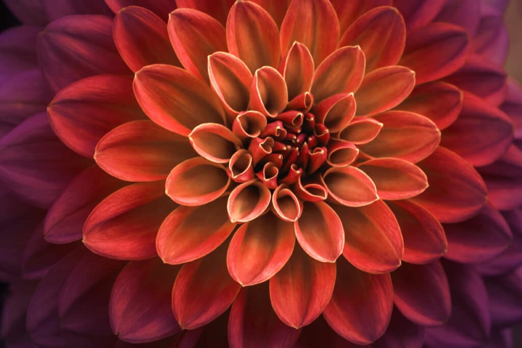 Pink and purple dahlia petals macro, floral abstract background. Why Patchwork Salesforce DevOps Tools Create Risk for Banks_AutoRABIT