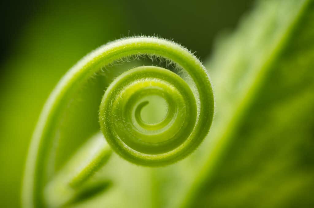 A spiralling new shoot leaf of green plant, growing in the garden.Green circle shape of vegetable in the nature.Green wallpaper background. 5 Salesforce Sandbox Management Best Practices_AutoRABIT
