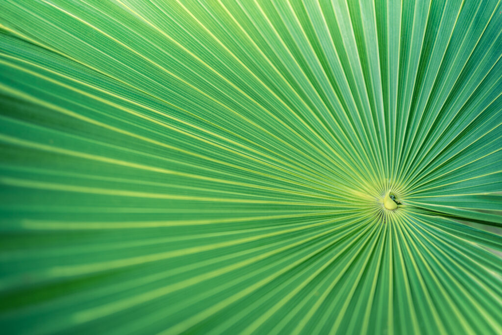 Beautiful abstract nature background, fresh green palm leaves, sunshine blurred lush foliage. Natural closeup summer plants wallpaper. Wellbeing palm leaf texture natural tropical green sunny pattern 7 Ways Salesforce Data Classification Secures Financial Systems_AutoRABIT