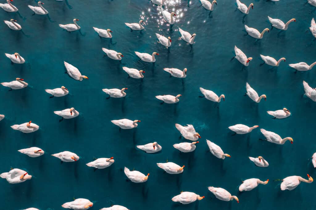 Aerial view of flock of swans How Salesforce Security Tools Address AI Agent Risks_AutoRABIT