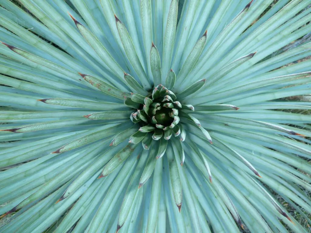 Yucca Plant A Buyer’s Guide to SaaS Cloud Security for Salesforce_AutoRABIT