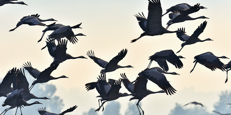 Migration Fatigue Why Salesforce Delivery Gets Harder Over Time_AutoRABIT